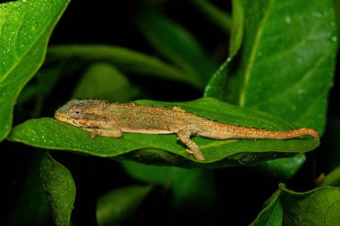 Güzel bir Midlands Cüce Bukalemun Kompleksi (Complex Bradypodion melanocephalum), Güney Afrika 'nın KwaZulu-Natal kentinde yağmurlu bir akşamda kamuflajını sergiler.