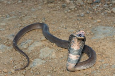Vahşi bir Mozambik Tüküren Kobra 'nın (Naja mossambica) yakın çekimi Güney Afrika' nın KwaZulu-Natal kentinde imzalı savunma başlığını sergiliyor