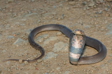 Vahşi bir Mozambik Tüküren Kobra 'nın (Naja mossambica) yakın çekimi Güney Afrika' nın KwaZulu-Natal kentinde imzalı savunma başlığını sergiliyor