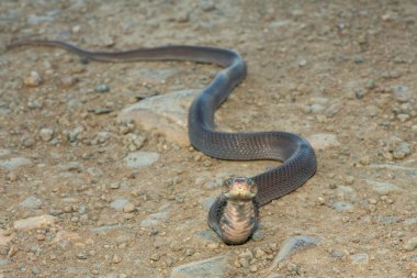 Vahşi bir Mozambik Tüküren Kobra 'nın (Naja mossambica) yakın çekimi Güney Afrika' nın KwaZulu-Natal kentinde imzalı savunma başlığını sergiliyor