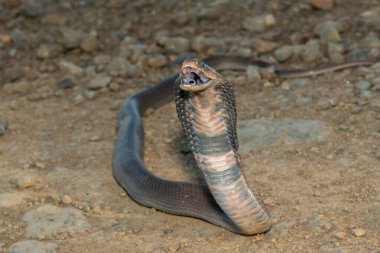 Vahşi bir Mozambik Tüküren Kobra 'nın (Naja mossambica) yakın çekimi Güney Afrika' nın KwaZulu-Natal kentinde imzalı savunma başlığını sergiliyor