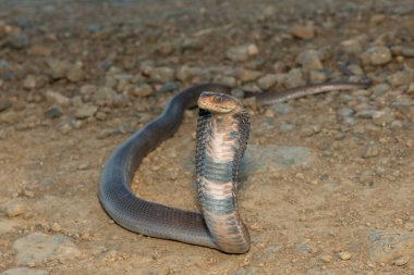 Vahşi bir Mozambik Tüküren Kobra 'nın (Naja mossambica) yakın çekimi Güney Afrika' nın KwaZulu-Natal kentinde imzalı savunma başlığını sergiliyor