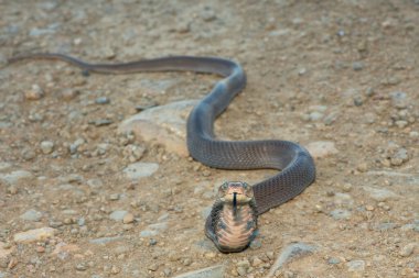 Vahşi bir Mozambik Tüküren Kobra 'nın (Naja mossambica) yakın çekimi Güney Afrika' nın KwaZulu-Natal kentinde imzalı savunma başlığını sergiliyor