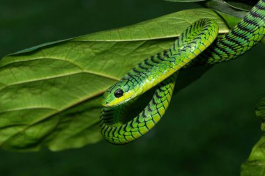 Güney Afrika 'nın KwaZulu-Natal kentindeki küçük bir ağaçta, ağaç yılanı ya da Afrika ağaç yılanı olarak da bilinen güzel ama son derece zehirli yetişkin erkek bumgosunun (Dispholidus typus) yakın çekimi.
