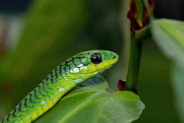 Güney Afrika 'nın KwaZulu-Natal kentindeki küçük bir ağaçta, ağaç yılanı ya da Afrika ağaç yılanı olarak da bilinen güzel ama son derece zehirli yetişkin erkek bumgosunun (Dispholidus typus) yakın çekimi.
