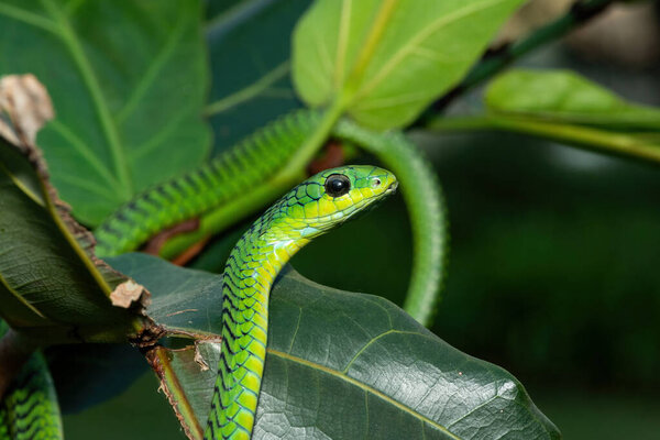 Крупный план красивого, но очень ядовитого взрослого самца бумсланга (Dispholidus typus), также известного как змея на дереве или африканская змея на небольшом дереве в Квазулу-Наталь, Южная Африка