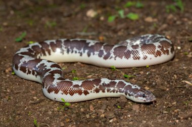 Doğal bir kum yüzeyi üzerinde şirin bir Kenya kum boası (Gongylophis colubrinus)