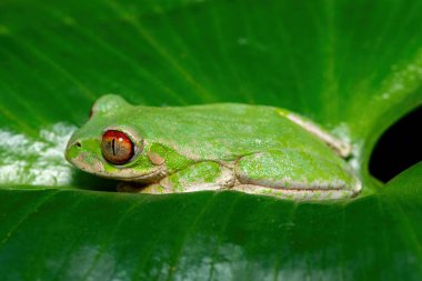 Güney Afrika 'nın KwaZulu-Natal kentindeki bir derenin yakınındaki bir nilüfer yaprağı üzerinde güzel bir Natal Ormanı Ağacı Kurbağası (Leptopelis natalensis).