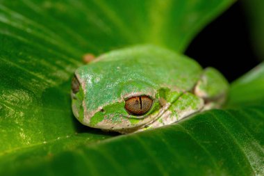 Güzel bir Natal Ormanı Ağacı Kurbağası (Leptopelis natalensis) Güney Afrika 'nın KwaZulu-Natal kentindeki bir derenin yakınındaki bir nilüfer yaprağında uyur.