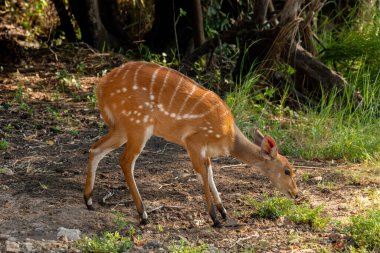 Botsvana 'nın Chobe Nehri kıyısında, Cape bushbuck veya imbabala olarak da bilinen sevimli bir dişi çalı çalısı (Tragelaphus sylvaticus).