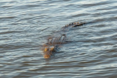 Botswana 'nın Chobe Nehri' nde yüzen büyük bir Nil timsahı (Crocodylus niloticus), pusuya yatma ustasıdır.