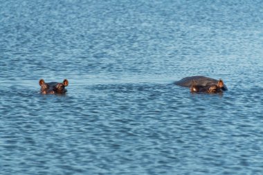 Hippopotam (Suaygırı amfibi), Botswana 'nın Chobe Nehri' nde bulunan bir su aygırı veya Nil su aygırı.