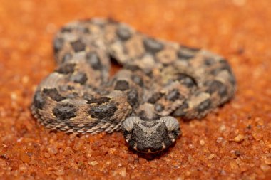 Güzel bir yavru boynuzlu engerek (Bitis caudalis), vahşi doğada, Limpopo, Güney Afrika