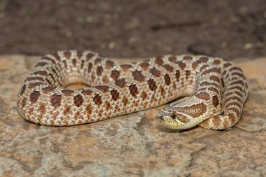 Dişi sevimli bir dişi Heterodon Yılanı (Heterodon nasicus), ayrıca bir kayanın üzerindeki Ovalar Hognose Yılanı olarak da bilinir.