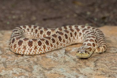 Dişi sevimli bir dişi Heterodon Yılanı (Heterodon nasicus), ayrıca bir kayanın üzerindeki Ovalar Hognose Yılanı olarak da bilinir.