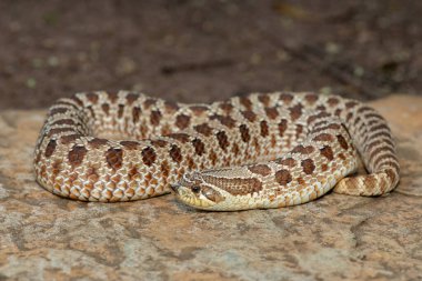 Dişi sevimli bir dişi Heterodon Yılanı (Heterodon nasicus), ayrıca bir kayanın üzerindeki Ovalar Hognose Yılanı olarak da bilinir.