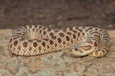 Dişi sevimli bir dişi Heterodon Yılanı (Heterodon nasicus), ayrıca bir kayanın üzerindeki Ovalar Hognose Yılanı olarak da bilinir.