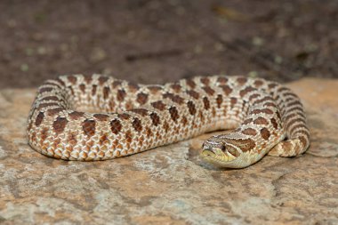 Dişi sevimli bir dişi Heterodon Yılanı (Heterodon nasicus), ayrıca bir kayanın üzerindeki Ovalar Hognose Yılanı olarak da bilinir.