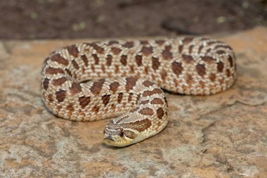 Dişi sevimli bir dişi Heterodon Yılanı (Heterodon nasicus), ayrıca bir kayanın üzerindeki Ovalar Hognose Yılanı olarak da bilinir.