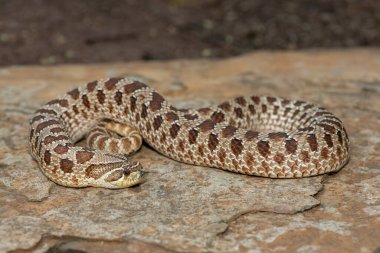 Dişi sevimli bir dişi Heterodon Yılanı (Heterodon nasicus), ayrıca bir kayanın üzerindeki Ovalar Hognose Yılanı olarak da bilinir.