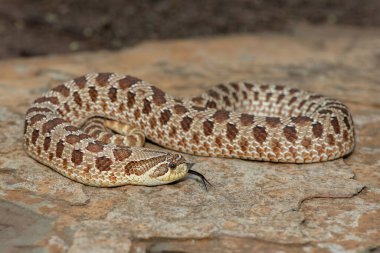 Dişi sevimli bir dişi Heterodon Yılanı (Heterodon nasicus), ayrıca bir kayanın üzerindeki Ovalar Hognose Yılanı olarak da bilinir.