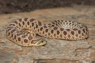 Dişi sevimli bir dişi Heterodon Yılanı (Heterodon nasicus), ayrıca bir kayanın üzerindeki Ovalar Hognose Yılanı olarak da bilinir.