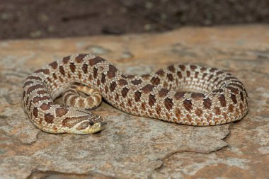 Dişi sevimli bir dişi Heterodon Yılanı (Heterodon nasicus), ayrıca bir kayanın üzerindeki Ovalar Hognose Yılanı olarak da bilinir.