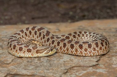Dişi sevimli bir dişi Heterodon Yılanı (Heterodon nasicus), ayrıca bir kayanın üzerindeki Ovalar Hognose Yılanı olarak da bilinir.