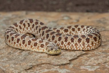 Dişi sevimli bir dişi Heterodon Yılanı (Heterodon nasicus), ayrıca bir kayanın üzerindeki Ovalar Hognose Yılanı olarak da bilinir.