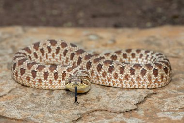 Dişi sevimli bir dişi Heterodon Yılanı (Heterodon nasicus), ayrıca bir kayanın üzerindeki Ovalar Hognose Yılanı olarak da bilinir.
