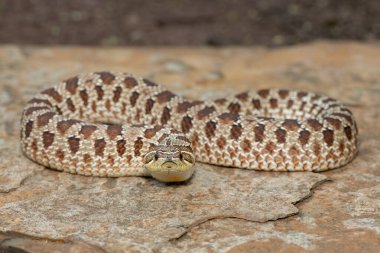 Dişi sevimli bir dişi Heterodon Yılanı (Heterodon nasicus), ayrıca bir kayanın üzerindeki Ovalar Hognose Yılanı olarak da bilinir.