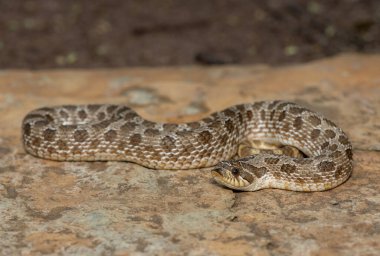 Batı Hognose Yılanı (Heterodon nasicus) olarak da adlandırılan sevimli erkek bir Hognose Yılan (Heterodon Nasicus).