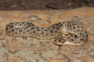 Batı Hognose Yılanı (Heterodon nasicus) olarak da adlandırılan sevimli erkek bir Hognose Yılan (Heterodon Nasicus).