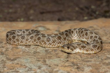Batı Hognose Yılanı (Heterodon nasicus) olarak da adlandırılan sevimli erkek bir Hognose Yılan (Heterodon Nasicus).