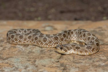 Batı Hognose Yılanı (Heterodon nasicus) olarak da adlandırılan sevimli erkek bir Hognose Yılan (Heterodon Nasicus).