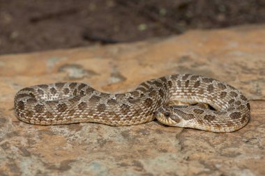 Batı Hognose Yılanı (Heterodon nasicus) olarak da adlandırılan sevimli erkek bir Hognose Yılan (Heterodon Nasicus).