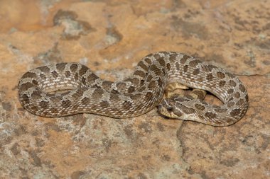 Batı Hognose Yılanı (Heterodon nasicus) olarak da adlandırılan sevimli erkek bir Hognose Yılan (Heterodon Nasicus).