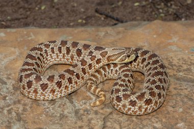 Dişi sevimli bir dişi Heterodon Yılanı (Heterodon nasicus), ayrıca bir kayanın üzerindeki Ovalar Hognose Yılanı olarak da bilinir.