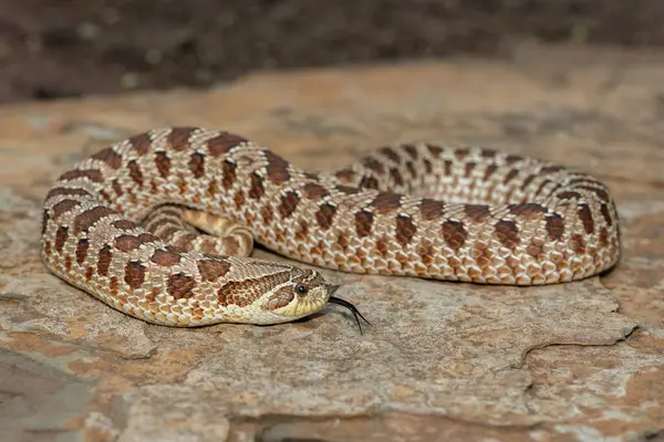Dişi sevimli bir dişi Heterodon Yılanı (Heterodon nasicus), ayrıca bir kayanın üzerindeki Ovalar Hognose Yılanı olarak da bilinir.