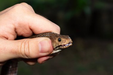 Güvenli bir şekilde Mozambik tüküren Kobra (Naja mossambica), KwaZulu-Natal, Güney Afrika. 