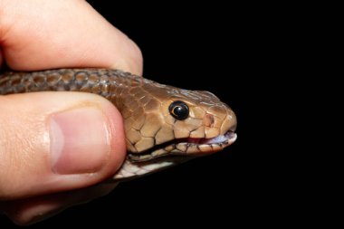 Güney Afrika 'da güvenli bir şekilde bir Mozambik tüküren kobrayı (Naja mossambica), KwaZulu-Natal' ı kucaklamak. Siyah bir arkaplana karşı.