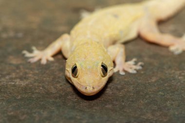 Gecko Tropikal Evi 'nin (Hemidactylus mabouia) yakın çekimi, Güney Afrika' nın KwaZulu-Natal kentindeki bir kayanın üzerindeki Gecko Kozmopolit Evi olarak da bilinir.