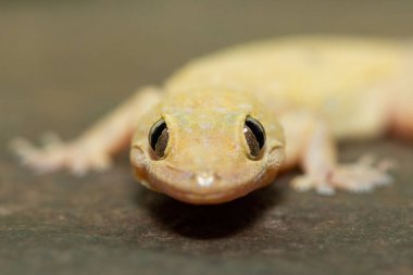 Gecko Tropikal Evi 'nin (Hemidactylus mabouia) yakın çekimi, Güney Afrika' nın KwaZulu-Natal kentindeki bir kayanın üzerindeki Gecko Kozmopolit Evi olarak da bilinir.