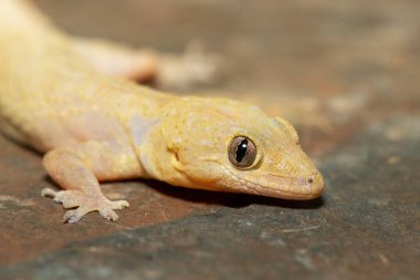 Gecko Tropikal Evi 'nin (Hemidactylus mabouia) yakın çekimi, Güney Afrika' nın KwaZulu-Natal kentindeki bir kayanın üzerindeki Gecko Kozmopolit Evi olarak da bilinir.
