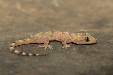 Güney Afrika 'nın KwaZulu-Natal kentindeki KwaZulu-Natal kayalığındaki Kozmopolit Evi olarak da bilinen şirin bir çocuk evi Gecko' nun (Hemidactylus mabouia) yakın çekimi.