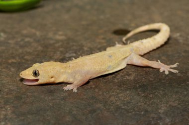 Gecko Tropikal Evi 'nin (Hemidactylus mabouia) yakın çekimi, Güney Afrika' nın KwaZulu-Natal kentindeki bir kayanın üzerindeki Gecko Kozmopolit Evi olarak da bilinir.