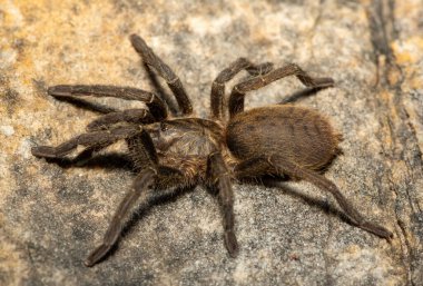 Genç ve güzel bir Babun Örümceği (Harpactira sp. Robertson) Batı Burnu, Güney Afrika 'daki Fynbos Biomu' nda