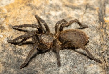 Genç ve güzel bir Babun Örümceği (Harpactira sp. Robertson) Batı Burnu, Güney Afrika 'daki Fynbos Biomu' nda