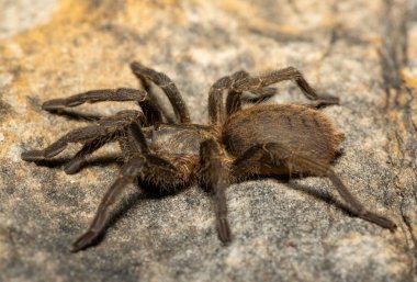 Genç ve güzel bir Babun Örümceği (Harpactira sp. Robertson) Batı Burnu, Güney Afrika 'daki Fynbos Biomu' nda