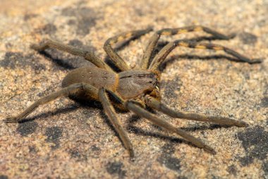 Güzel bir dişi Pelerin yağmur örümceği (Palystes castaneus), Güney Afrika 'nın Batı Burnu' ndaki bir kaya parçasında yaşayan avcı bir örümcek türüdür.